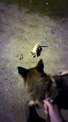 Normalde kedilerle anlaşamayan Roxy ile gece yürüyüşünde karşılaştıkları yavru kedinin başlayan dostluğu 😊