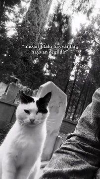 Bir kadın, “Saçımı bile okşarken canım acımasın diye yumuşacık severdin.” dediği babasının mezarını ziyaret ettiğinde yanına gelen kedi