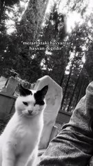 Bir kadın, “Saçımı bile okşarken canım acımasın diye yumuşacık severdin.” dediği babasının mezarını ziyaret ettiğinde yanına gelen kedi