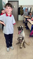 Gaziantep'de bir okula ziyarette bulunan engelli köpek Aşil ve onu sevgiyle karşılayan öğrenciler 😊