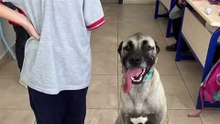 Gaziantep'de bir okula ziyarette bulunan engelli köpek Aşil ve onu sevgiyle karşılayan öğrenciler 😊
