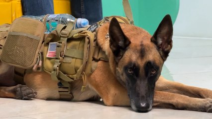 mqn-frida, la perrita policía que dona sangre y salva vidas en Costa Rica-211025