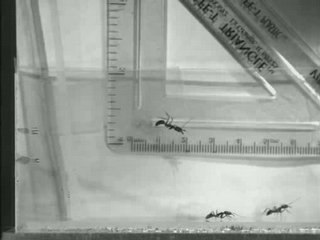 Ballistic Jaw Propulsion of TrapJaw Ants