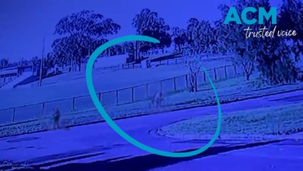 RSPCA investigating death of dog in Kurri Kurri