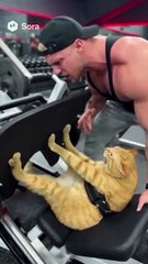 The best funny and entertaining cat clips