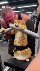 The best funny and entertaining cat clips