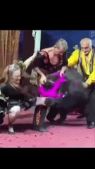 5 Worst Animal Attacks On Humans Ever