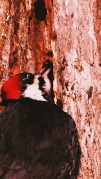 Woodpecker vs Snake