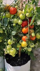 buah tomat yang lebat