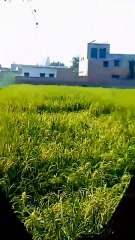 EXPLORE THE BEAUTY OF NATURE | Nature with Amit