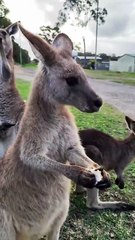 Kangaroo eating