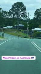 Kangaroo hopping on the road