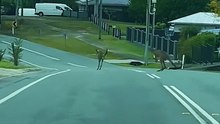 Kangaroo hopping on the road