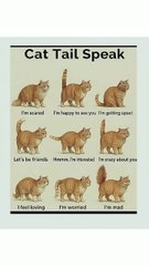 Different meanings of cat's tail #cats #facts #shorts