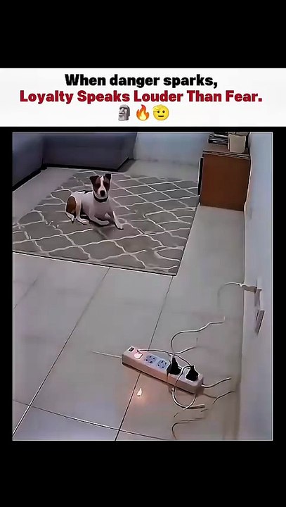 Not all heroes wear capes… some have paws 🔥 #inspiration #motivational