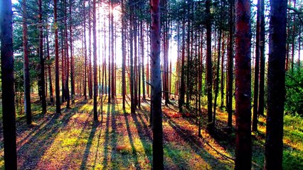 Sons apaisants de la nature avec oiseaux chantants 🌸 | Musique relaxante pour dormir et se ressourcer #musiquenaturelle #relaxationnature #chantsdoiseaux