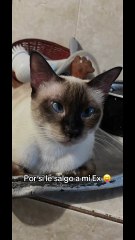 Más cuchi imposible