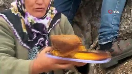 Kovanlarından kaçan firari arıların izini sürüp Toroslardaki doğal kovanları buluyorlar