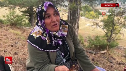 Antalya'da kovanlarından kaçan firari arıların izini sürüp doğal kovanları buluyorlar