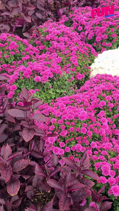 Balade au jardin éphémère de Nancy 2025