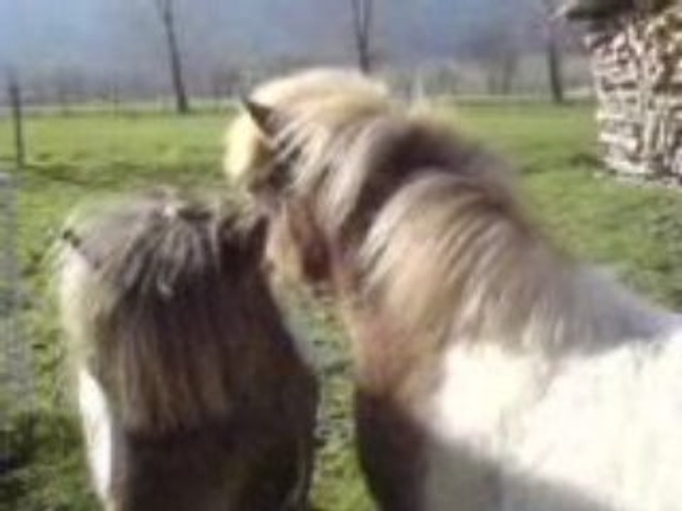 poneys 2113 gratte-gratte