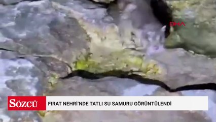 Fırat Nehri’nde tatlı su samuru görüntülendi