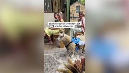 A couple who fell in love while working at an animal sanctuary tied the knot on site - with a disabled sheep acting as their ring bearer.