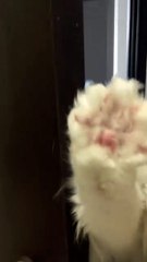 Paw spa day for my fancy little cat 💅🐾