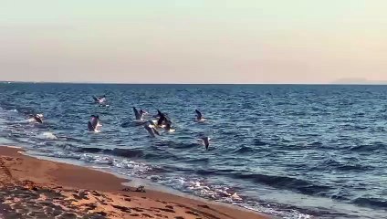 Zannini - Mondragone (19.10.25)