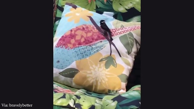 Cutest Farm Animals That Will Make You LAUGH ALL DAY! 🤣 Funniest Animal Videos Ever # funny video