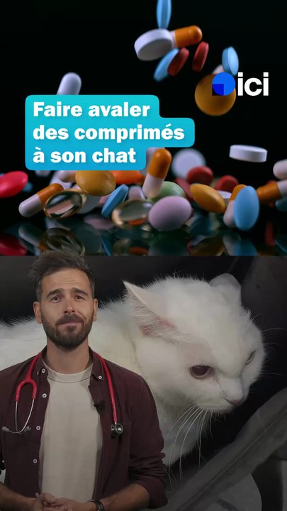 Donner un médicament à son chat #Chat #Animaux #Vétérinaire