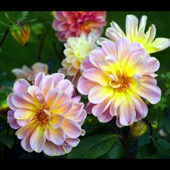 Audiolibro romantico - El affaire - Parte 2