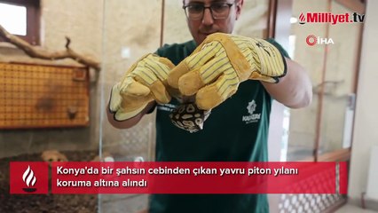 Konya'da şoke eden olay! Cebinden piton çıktı: İki metreye kadar...