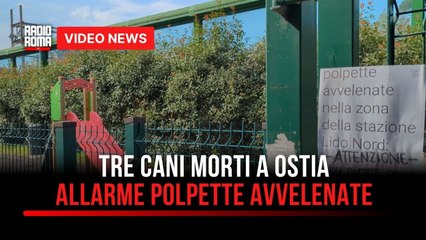 Tre cani morti in pochi giorni, a Ostia è allarme polpette avvelenate. Il racconto di Nunzia