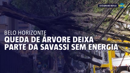 Queda de árvore deixa parte da Savassi sem energia em BH