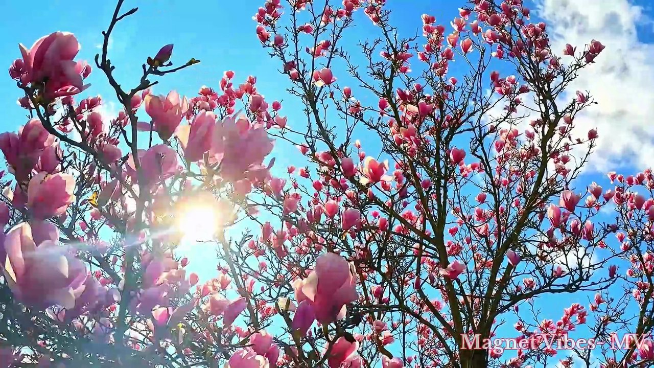 Charming flowers│Beautiful flowers│Floral│Gardening│landscape │Spring│Roses│Beauty│Flower garden