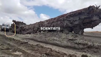 Scientists Found 42000 Year-Old Giant Ancient Tree That Holds A Secret About Earth's History - Narrative (1080p, h264, youtube)