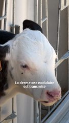 C'est quoi la dermatose nodulaire ?