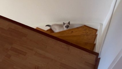 'Guess his Name' - Kitten turns first attempt at climbing the stairs into a daring leap that goes viral online