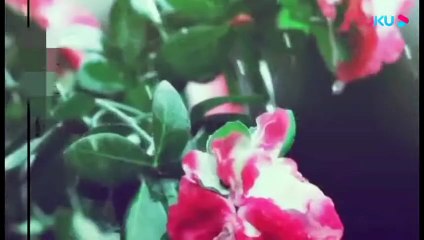 Nhất Tiếu Khuynh Thành 倾城一笑 - Trịnh Quốc Phong 郑国锋 || David Chiang 姜大卫