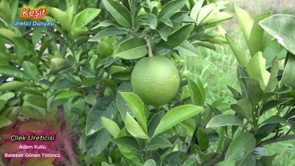 Keşif-Üretici Dünyası-Çilek Bahçesi-Balıkesir Gönen Tütüncü Adem Kutlu 05327137435