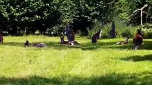 Kangaroos in Australia