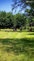 Kangaroos in Australia