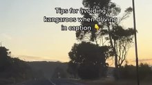 Kangaroo diaries only in Australia