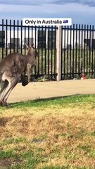 Kangaroo hopping