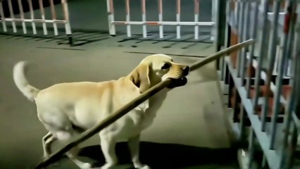 Was pup foolish or clever?