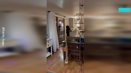 Hilarious Dog Steals the Show