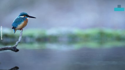 Kingfisher Snags the Catch
