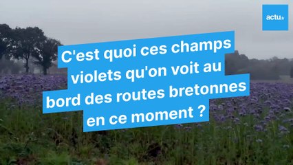 La question pas si bête : C'est quoi ces champs violets au bord des routes de Bretagne ?