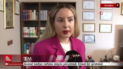 İstanbul'da avukat kediye nafaka olayını yorumladı: "Emsal bir protokol"